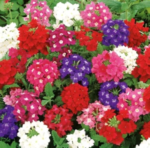 resized300_Verbena hybrida, seminte planta cu flori viu colorate, 0.4 grame, OPAL.webp Verbena hybrida, seminte planta cu flori viu colorate, 0.4 grame, Opal